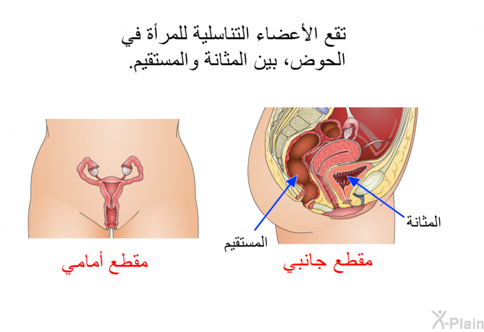 تقع الأعضاء التناسلية للمرأة في الحوض، بين المثانة والمستقيم.