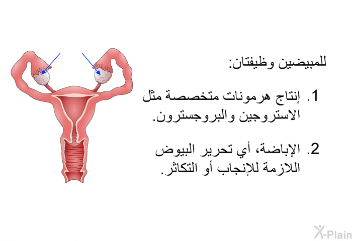 للمبيضين وظيفتان:  إنتاج هرمونات متخصصة مثل الاستروجين والبروجسترون. الإباضة، أي تحرير البيوض اللازمة للإنجاب أو التكاثر.