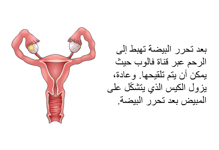 بعد تحرر البيضة تهبط إلى الرحم عبر قناة فالوب حيث يمكن أن يتم تلقيحها. وعادة، يزول الكيس الذي يتشكّل على المبيض بعد تحرر البيضة.