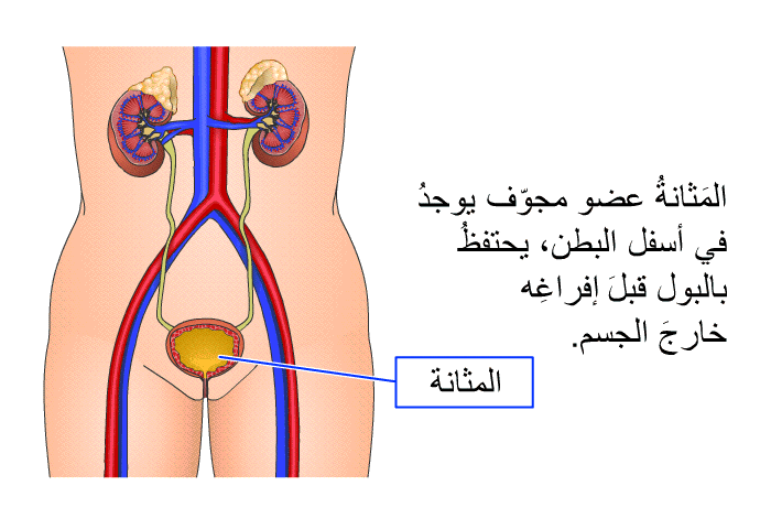 المَثانةُ عضو مجوّف يوجدُ في أسفل البطن، يحتفظُ بالبول قبلَ إفراغِه خارجَ الجسم.