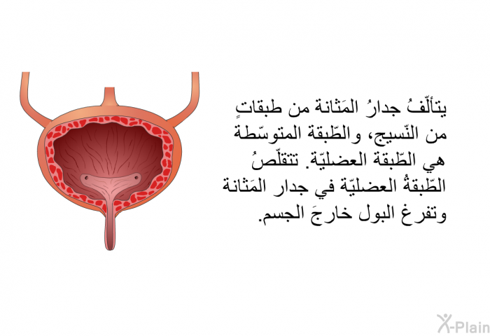 يتألّفُ جدارُ المَثانة من طبقاتٍ من النّسيج، والطّبقة المتوسّطة هي الطّبقة العضليّة. تتقلّصُ الطّبقةُ العضليّة في جدار المَثانة وتفرغ البول خارجَ الجسم.