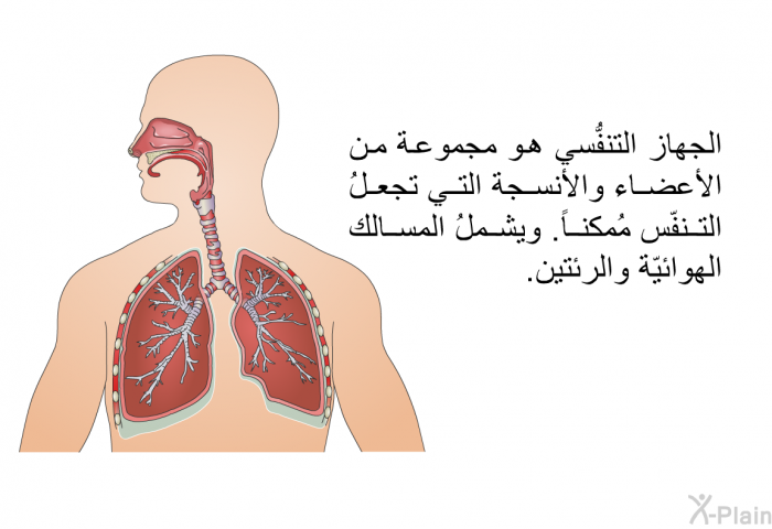 الجهاز التنفُّسي هو مجموعة من الأعضاء والأنسجة التي تجعلُ التنفّس مُمكناً. ويشملُ المسالك الهوائيّة والرئتين.