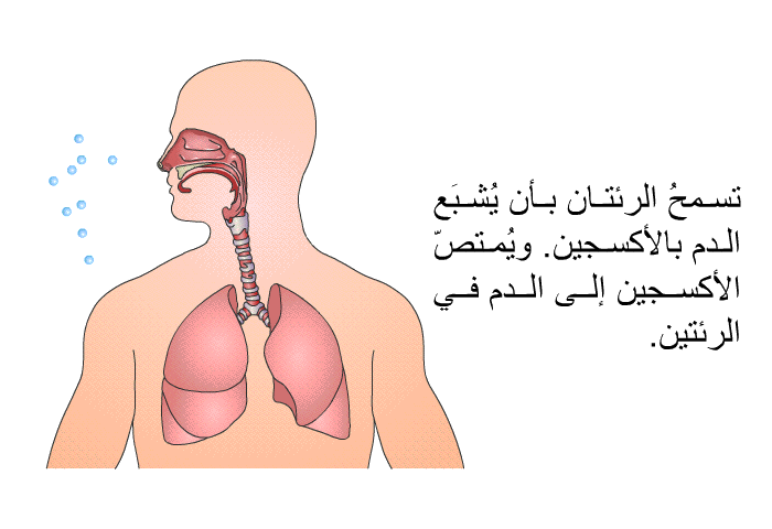 تسمحُ الرئتان بأن يُشبَع الدم بالأكسجين. ويُمتصّ الأكسجين إلى الدم في الرئتين.