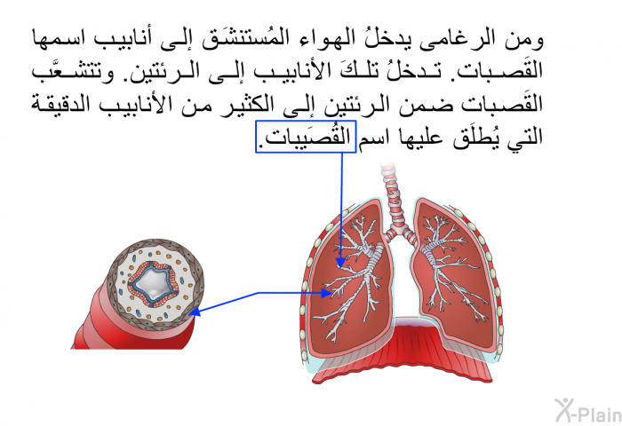 ومن الرغامى يدخلُ الهواء المُستنشَق إلى أنابيب اسمها القَصبات. تدخلُ تلكَ الأنابيب إلى الرئتين. وتتشعَّب القَصبات ضمن الرئتين إلى الكثير من الأنابيب الدقيقة التي يُطلَق عليها اسم القُصَيبات.