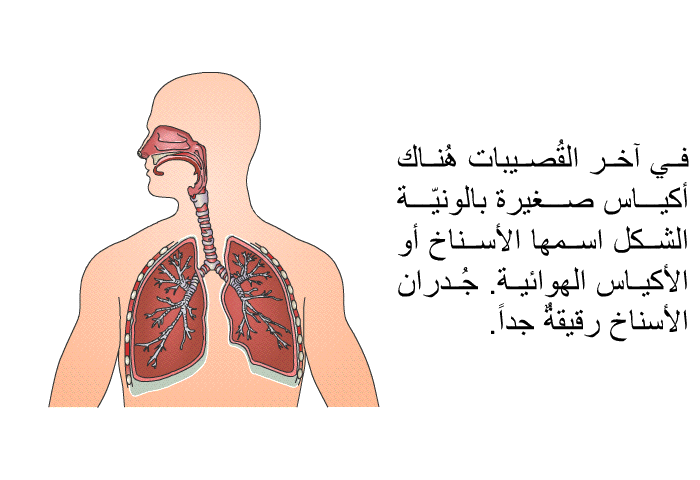 في آخر القُصيبات هُناك أكياس صغيرة بالونيّة الشكل اسمها الأسناخ أو الأكياس الهوائية. جُدران الأسناخ رقيقةٌ جداً.