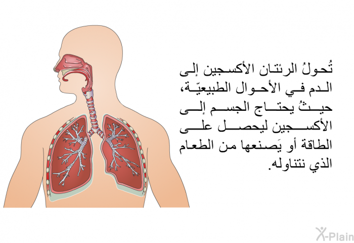 تُحولُ الرئتان الأكسجين إلى الدم في الأحوال الطبيعيّة، حيثُ يحتاج الجسم إلى الأكسجين ليحصل على الطاقة أو يَصنعها من الطعام الذي نتناوله.