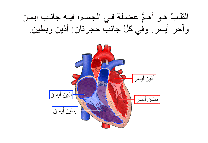 القلبُ هو أهمُّ عضلة في الجسم؛ فيه جانب أيمن وآخر أيسر. وفي كلِّ جانب حجرتان: أُذين وبطين.