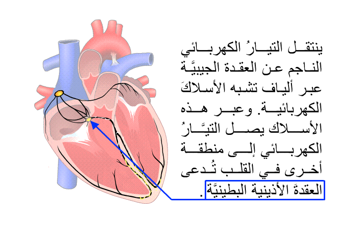 ينتقل التيارُ الكهربائي الناجم عن العقدة الجيبيَّة عبر ألياف تشبه الأسلاكَ الكهربائية. وعبر هذه الأسلاك يصل التيَّارُ الكهربائي إلى منطقة أخرى في القلب تُدعى العقدةَ الأذينية البطينيَّة.