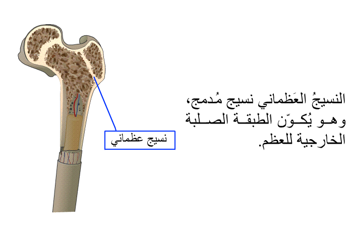 النسيجُ العَظماني نسيجٌ مُدمج، وهو يُكوّن الطبقة الصلبة الخارجية للعظم.