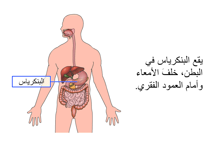 يقع البنكرياس في البطن، خلفَ الأمعاء وأمام العمود الفقري.