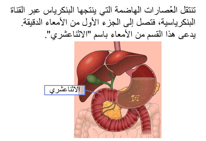 تنتقل العُصارات الهاضمة التي ينتجها البنكرياس عبر القناة البنكرياسية، فتصل إلى الجزء الأول من الأمعاء الدقيقة. يدعى هذا القسم من الأمعاء باسم "الاثناعشري".