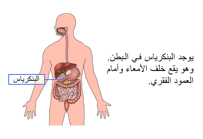 يوجد البنكرياس في البطن. وهو يقع خلف الأمعاء وأمام العمود الفقري.