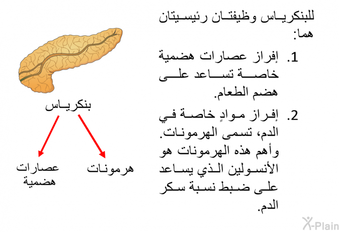 للبنكرياس وظيفتان رئيسيتان هما:  إفراز عصارات هضمية خاصة تساعد على هضم الطعام. إفراز مواد خاصة في الدم، تسمى الهرمونات. وأهم هذه الهرمونات هو الأنسولين الذي يساعد على ضبط نسبة سكر الدم.