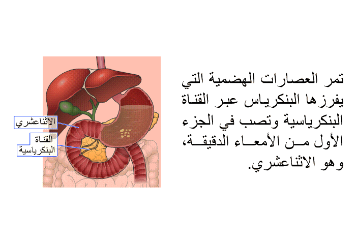 تمر العصارات الهضمية التي يفرزها البنكرياس عبر القناة البنكرياسية وتصب في الجزء الأول من الأمعاء الدقيقة، وهو الاثناعشري.