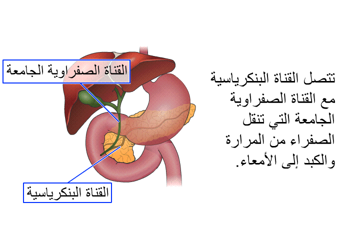تتصل القناة البنكرياسية مع القناة الصفراوية الجامعة التي تنقل الصفراء من المرارة والكبد إلى الأمعاء.