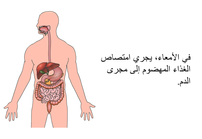في الأمعاء، يجري امتصاص الغذاء المهضوم إلى مجرى الدم.
