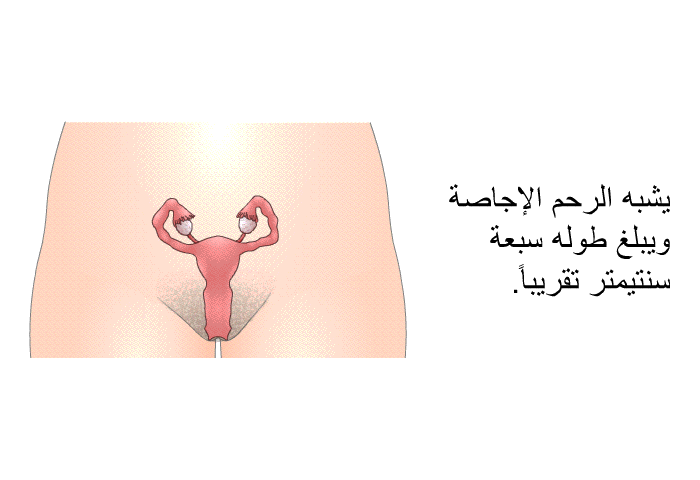 يشبه الرحم الإجاصة ويبلغ طوله سبعة سنتيمتر تقريباً.