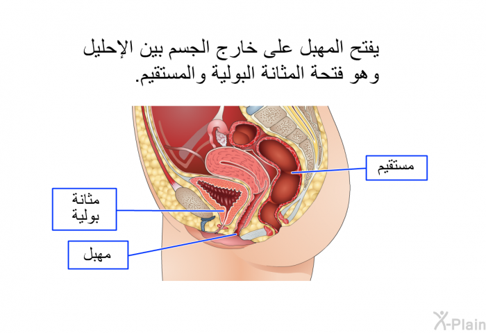يفتح المهبل على خارج الجسم بين الإحليل وهو فتحة المثانة البولية والمستقيم.