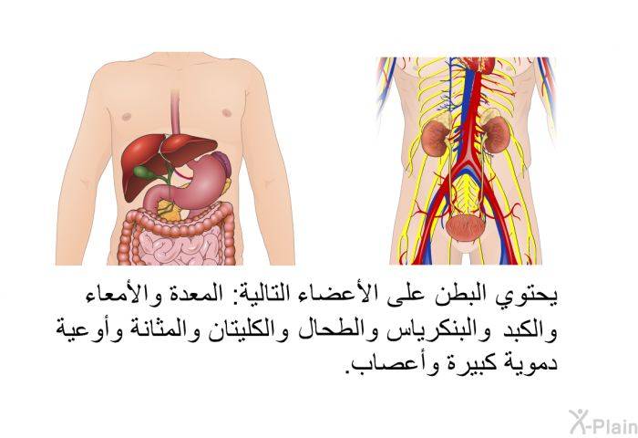 يحتوي البطن على الأعضاء التالية: المعدة والأمعاء والكبد والبنكرياس والطحال والكليتان والمثانة وأوعية دموية كبيرة وأعصاب.