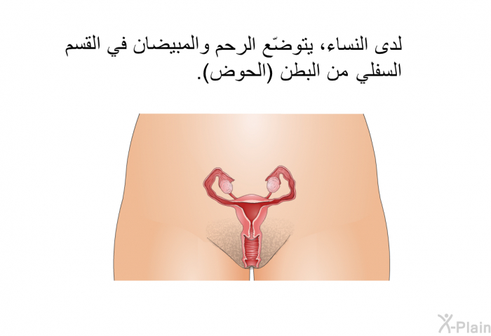لدى النساء، يتوضّع الرحم والمبيضان في القسم السفلي من البطن (الحوض).