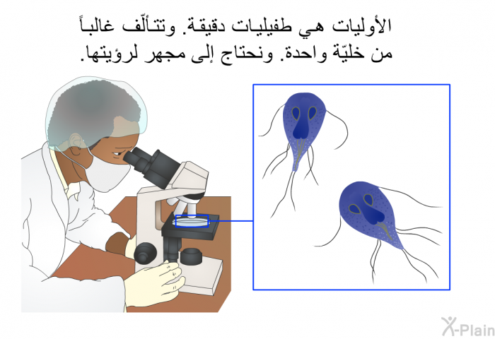 الأوليات هي طفيليات دقيقة. وتتألّف غالباً من خليّة واحدة. ونحتاج إلى مجهر لرؤيتها.