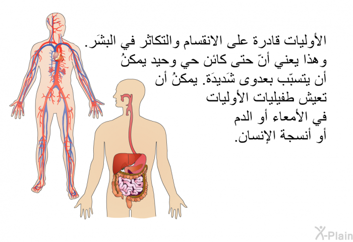 الأوليات قادرة على الانقسام والتكاثر في البشَر. وهذا يعني أنّ حتى كائن حي وحيد يمكنُ أن يتسبّب بعدوى شَديدَة. يمكنُ أن تعيش طفيليات الأوليات في الأمعاء أو الدم أو أنسجة الإنسان.