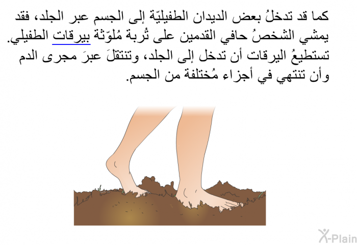 كما قد تدخلُ بعض الديدان الطفيليّة إلى الجسم عبر الجلد، فقد يمشي الشخصُ حافي القدمين على تُربة مُلوّثة بيرقات الطفيلي. تستطيعُ اليرقات أن تدخل إلى الجلد، وتنتقلَ عبرَ مجرى الدم وأن تنتهي في أجزاء مُختلفة من الجسم.