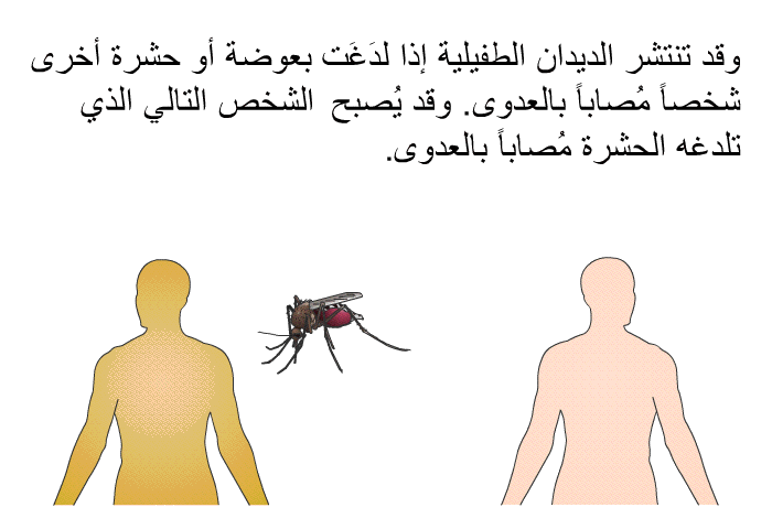 وقد تنتشر الديدان الطفيلية إذا لدَغَت بعوضة أو حشرة أخرى شخصاً مُصاباً بالعدوى. وقد يُصبح الشخص التالي الذي تلدغه الحشرة مُصاباً بالعدوى.