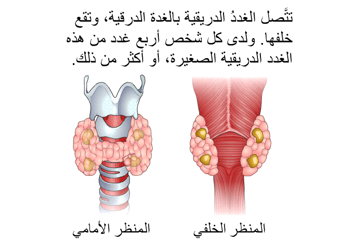 تتَّصل الغددُ الدُّرَيقِيَّة بالغدة الدرقية، وتقع خلفها. ولدى كل شخص أربع غدد من هذه الغدد الدُّرَيقِيَّة الصغيرة، أو أكثر من ذلك.