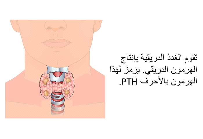 تقوم الغددُ الدُّرَيقِيَّة بإنتاج الهرمون الدريقي. يرمز لهذا الهرمون بالأحرف PTH.