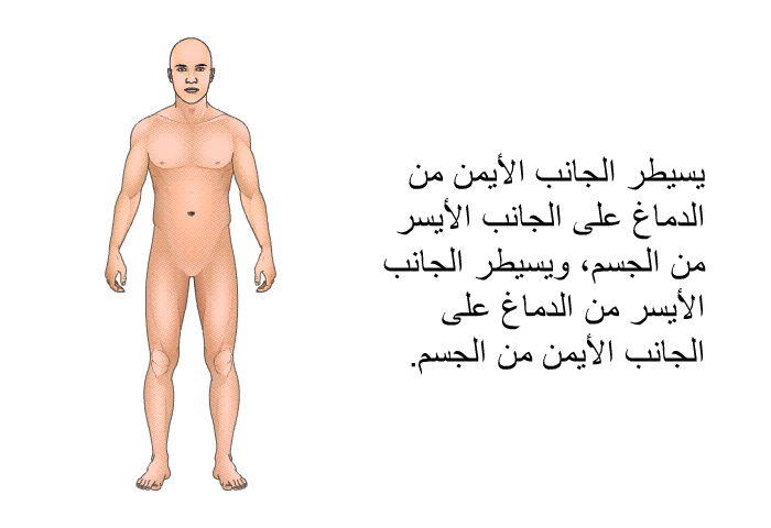 يسيطر الجانب الأيمن من الدماغ على الجانب الأيسر من الجسم، ويسيطر الجانب الأيسر من الدماغ على الجانب الأيمن من الجسم.