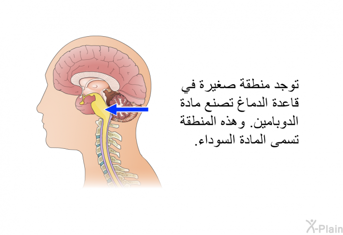 توجد منطقة صغيرة في قاعدة الدماغ تصنع مادة الدوبامين. وهذه المنطقة تسمى المادة السوداء.