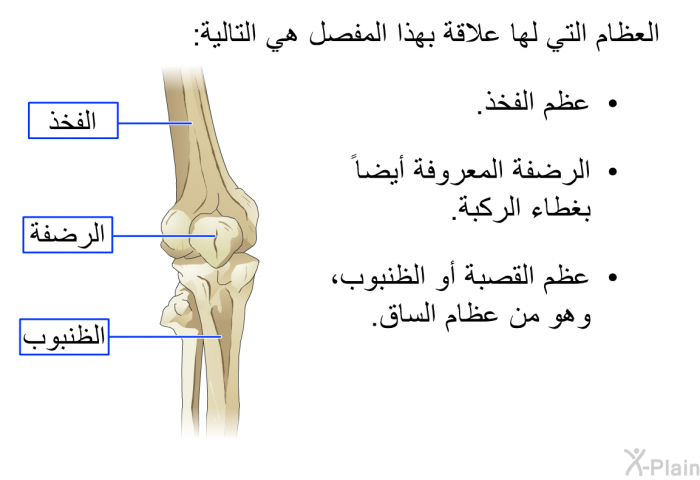 العظام التي لها علاقة بهذا المفصل هي التالية:  عظم الفخذ. الرضفة المعروفة أيضاً بغطاء الركبة. عظم القصبة أو الظنبوب، وهو من عظام الساق.
