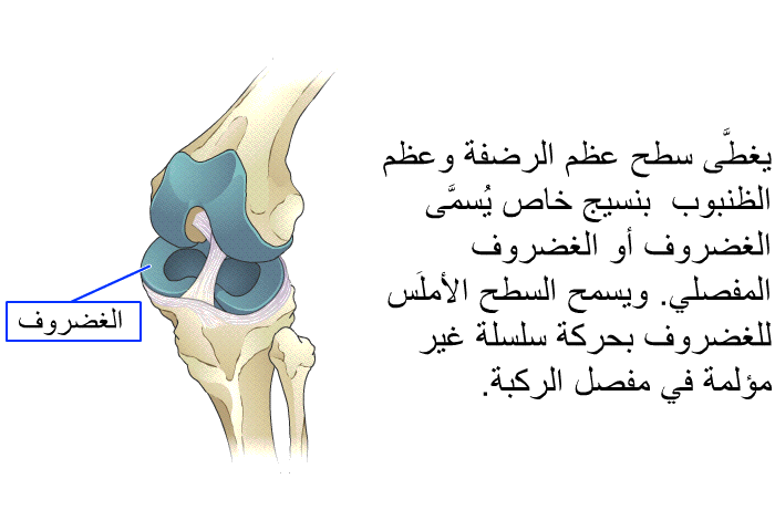 يغطَّى سطح عظم الرضفة وعظم الظنبوب بنسيج خاص يُسمَّى الغضروف أو الغضروف المفصلي. ويسمح السطح الأملَس للغضروف بحركة سلسلة غير مؤلمة في مفصل الركبة.