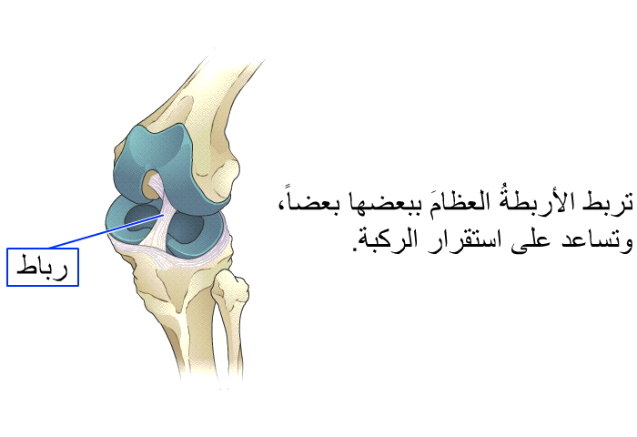 تربط الأربطةُ العظامَ ببعضها بعضاً، وتساعد على استقرار الركبة.