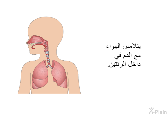 يتلامس الهواء مع الدم في داخل الرئتين.