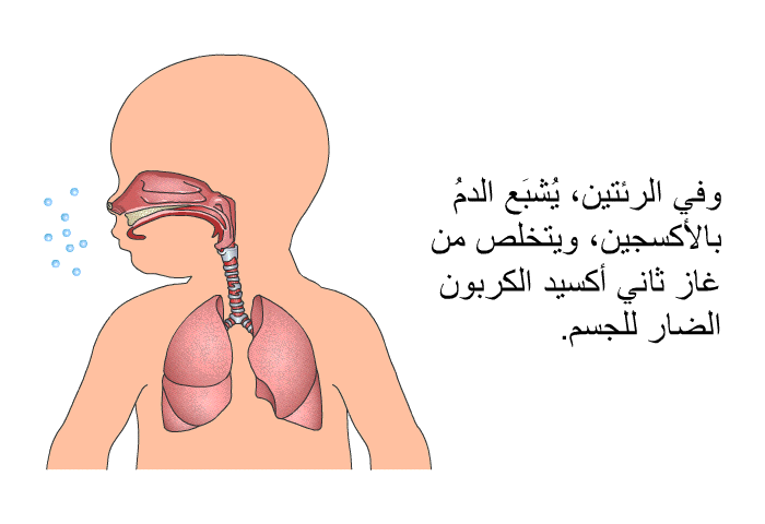 وفي الرئتين، يُشبَع الدمُ بالأكسجين، ويتخلَّص من غاز ثاني أكسيد الكربون الضار للجسم.