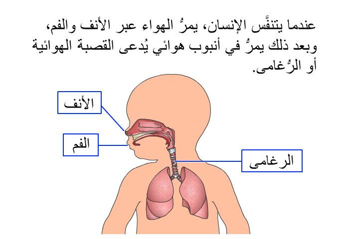 عندما يتنفَّس الإنسان، يمرُّ الهواء عبر الأنف والفم، وبعد ذلك يمرُّ في أنبوب هوائي يُدعى القصبةَ الهوائية أو الرُّغامى.