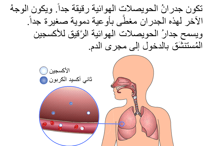 تكون جدرانُ الحويصلات الهوائية رقيقة جداً. ويكون الوجهُ الآخر لهذه الجدران مغطَّى بأوعية دموية صغيرة جداً. ويسمح جدارُ الحويصلات الهوائية الرَّقيق للأكسجين المُستنشَق بالدخول إلى مجرى الدم.