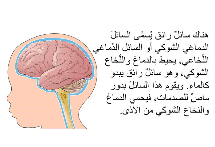 هناك سائلٌ رائق يُسمَّى السائلَ الدماغي الشوكي أو السائل الدِّماغي النًّخاعي، يحيط بالدماغ والنُّخاع الشوكي، وهو سائلٌ رائق يبدو كالماء. ويقوم هذا السائلُ بدور ماصٍّ للصدمات، فيحمي الدماغ والنخاع الشوكي من الأذى.