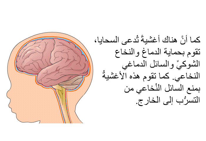 كما أنَّ هناك أغشيةً تُدعى السحايا، تقوم بحماية الدماغ والنخاع الشوكيِّ والسائل الدماغي النخاعي. كما تقوم هذه الأغشيةُ بمنع السائل النُخاعي من التسرُّب إلى الخارج.