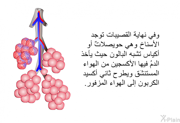 وفي نهاية القصيبات، توجد الأسناخ، وهي حويصلاتٌ أو أكياس تشبه البالون، حيث يأخذ الدمُ فيها الأكسجين من الهواء المستنشَق ويطرح ثاني أكسيد الكربون إلى الهواء المزفور.