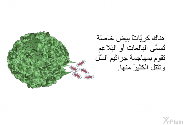 هناك كريَّاتٌ بيض خاصَّة تُسمَّى البالعات أو البَلاعِم، تقوم بمهاجمة جراثيم السُّل وتقتل الكثيرَ منها.