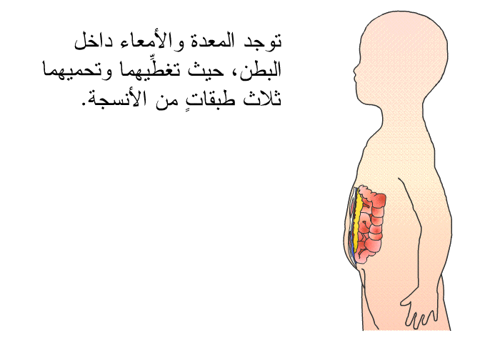 توجد المعدة والأمعاء داخل البطن، حيث تغطِّيهما وتحميهما ثلاث طبقاتٍ من الأنسجة.