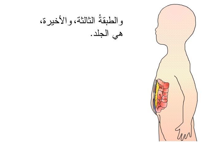 والطبقةُ الثالثة، والأخيرة، هي الجلد.