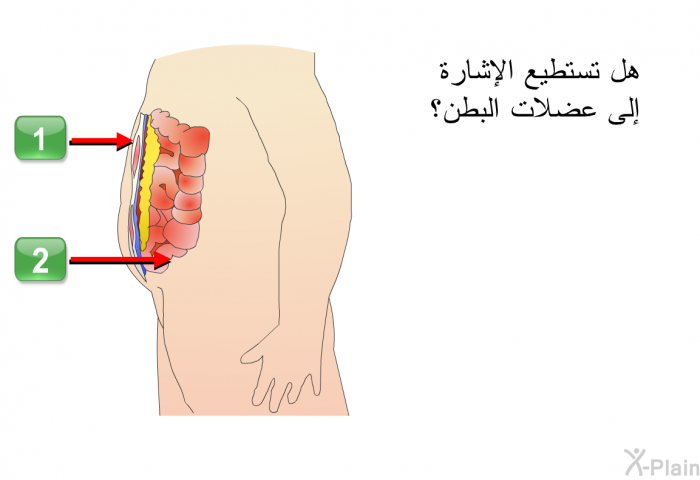 هل تستطيع الإشارة إلى عضلات البطن؟