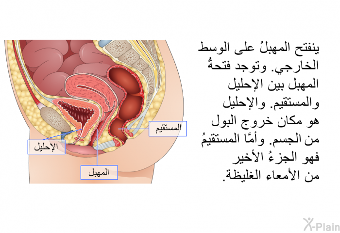 ينفتح المهبلُ على الوسط الخارجي. وتوجد فتحةُ المهبل بين الإحليل والمستقيم. والإحليل هو مكان خروج البول من الجسم. وأمَّا المستقيمُ فهو الجزءُ الأخير من الأمعاء الغليظة.