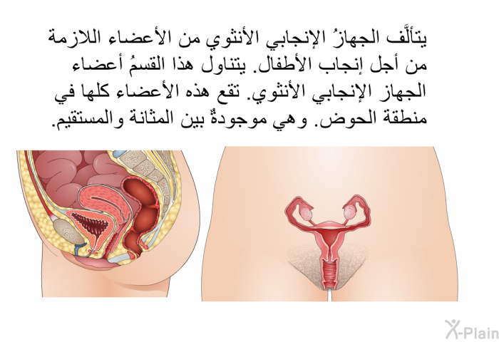 يتألَّف الجهازُ الإنجابي الأنثوي من الأعضاء اللازمة من أجل إنجاب الأطفال. يتناول هذا القسمُ أعضاء الجهاز الإنجابي الأنثوي. تقع هذه الأعضاء كلها في منطقة الحوض. وهي موجودةٌ بين المثانة والمستقيم.