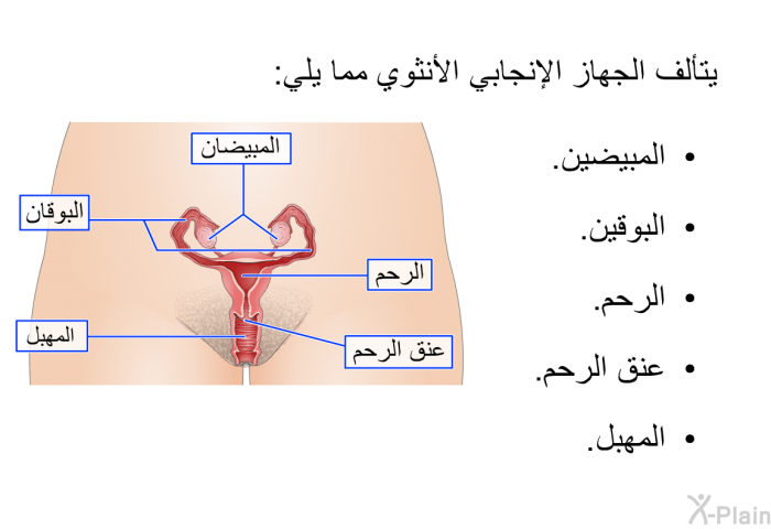 يتألف الجهاز الإنجابي الأنثوي مما يلي:   المبيضين.  البوقين.  الرحم.  عنق الرحم. المهبل.