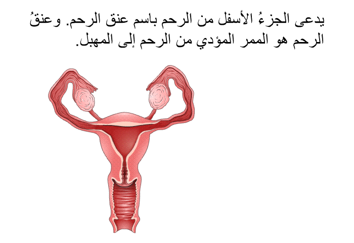 يدعى الجزءُ الأسفل من الرحم باسم عنق الرحم. وعنقُ الرحم هو الممر المؤدي من الرحم إلى المهبل.